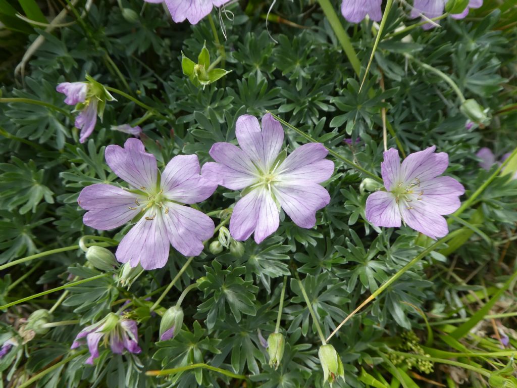 Geranium argenteum / Geranio argentino